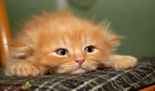 animals_19.jpg