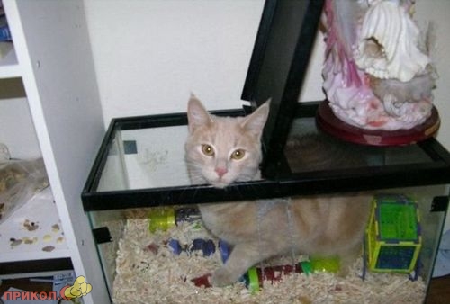 animals_20.jpg