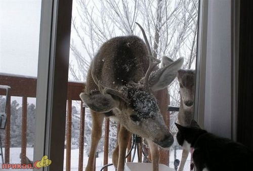 animals_21.jpg