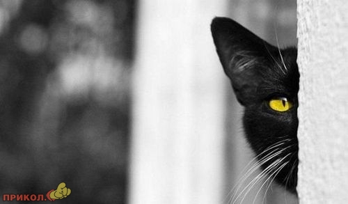 animals_22.jpg