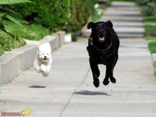 animals_23.jpg