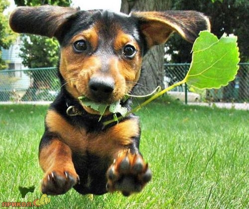animals_24.jpg