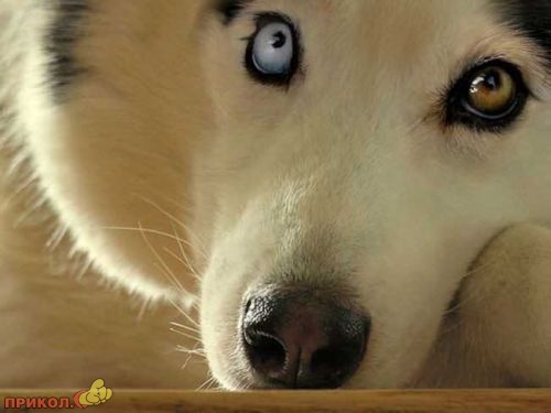 animals_29.jpg