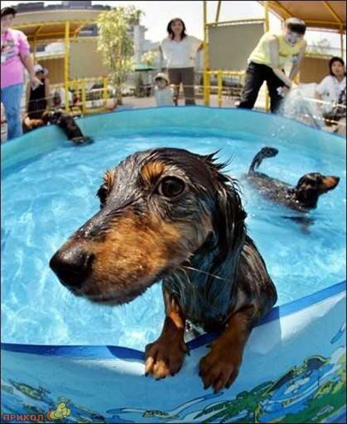 animals_30.jpg