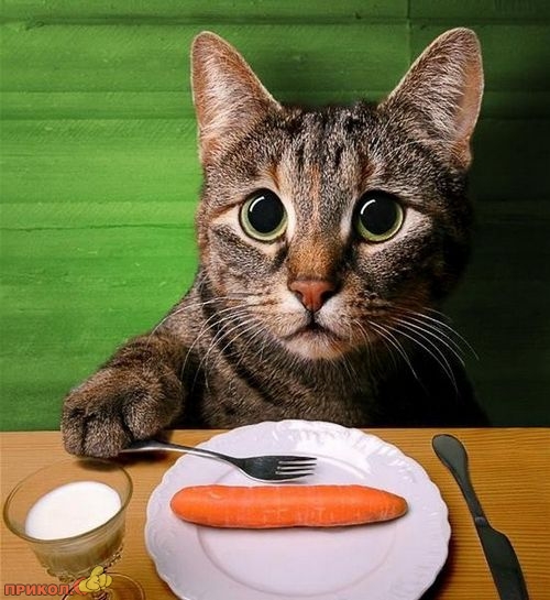 animals_31.jpg