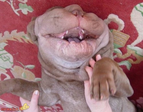 animals_33.jpg