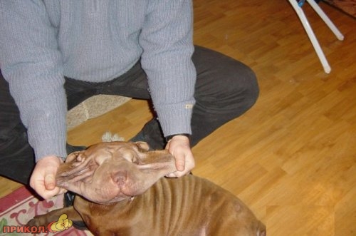 animals_34.jpg