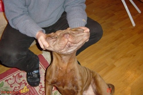 animals_35.jpg