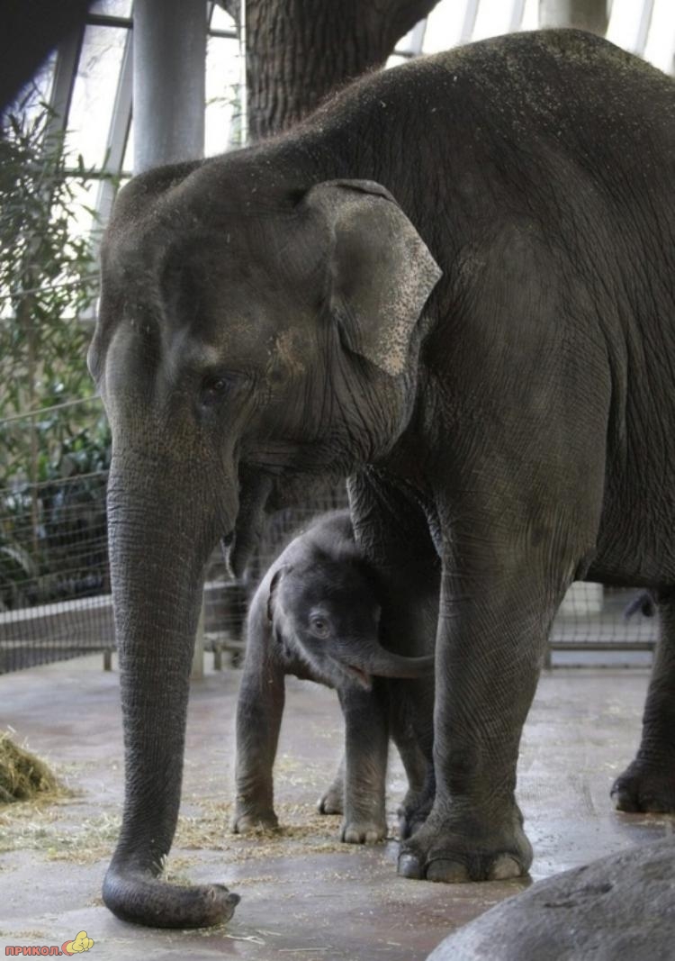 baby-elephant-14