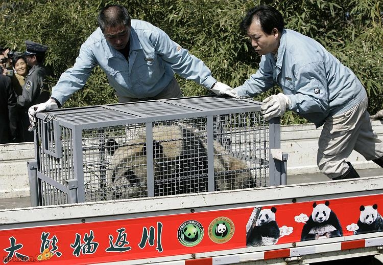 panda-goes-home-05