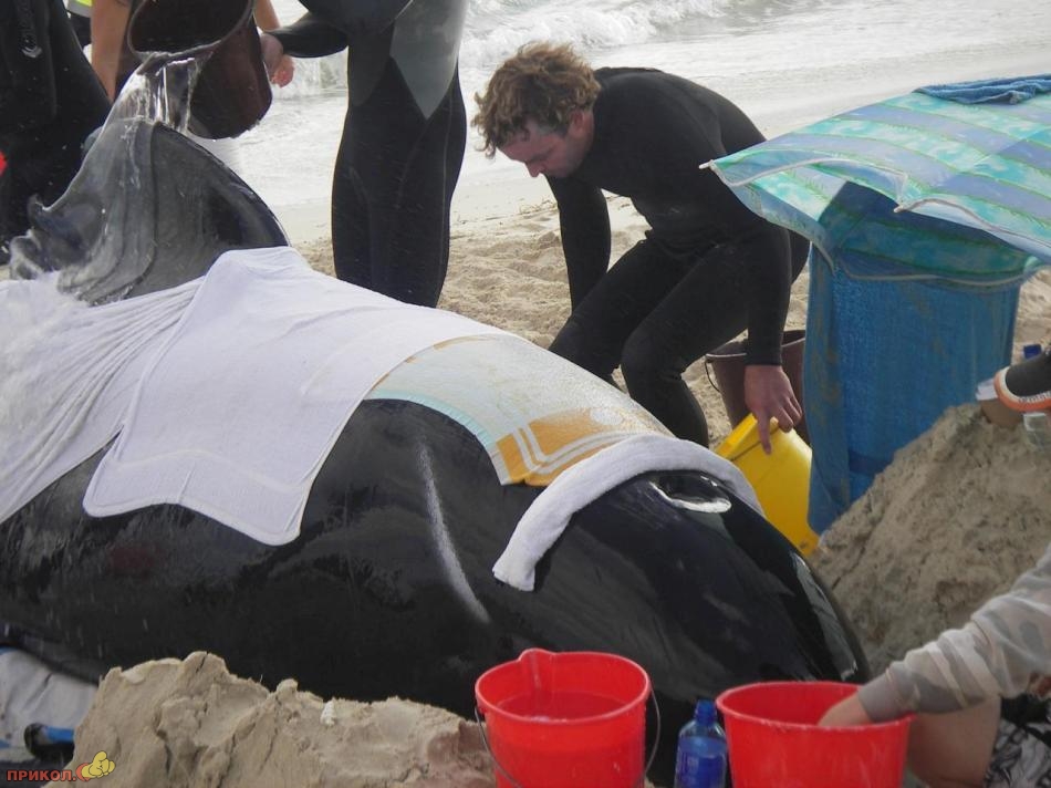 whales-rescue-07