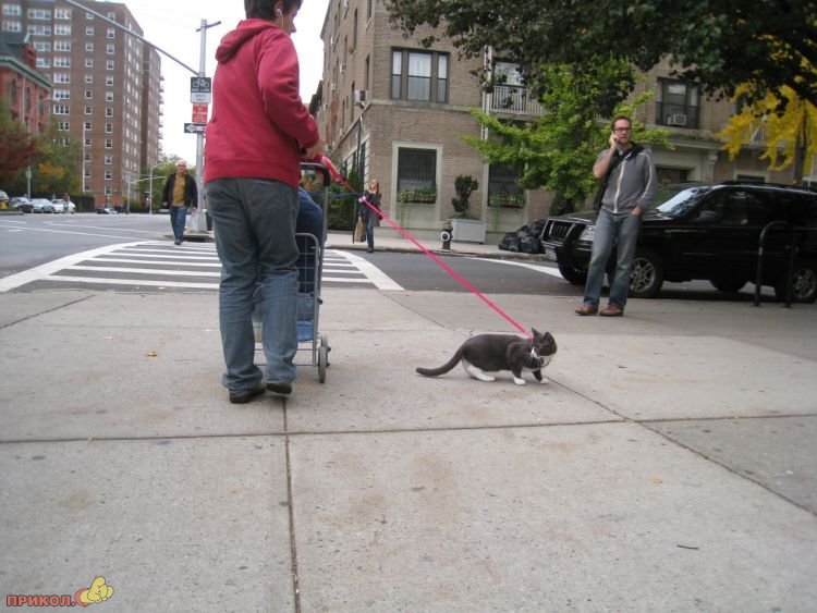 Можно гулять с котом. Поводок для кота. Коты на поводке. Кот на прогулке на поводке. Выгуливать кота.