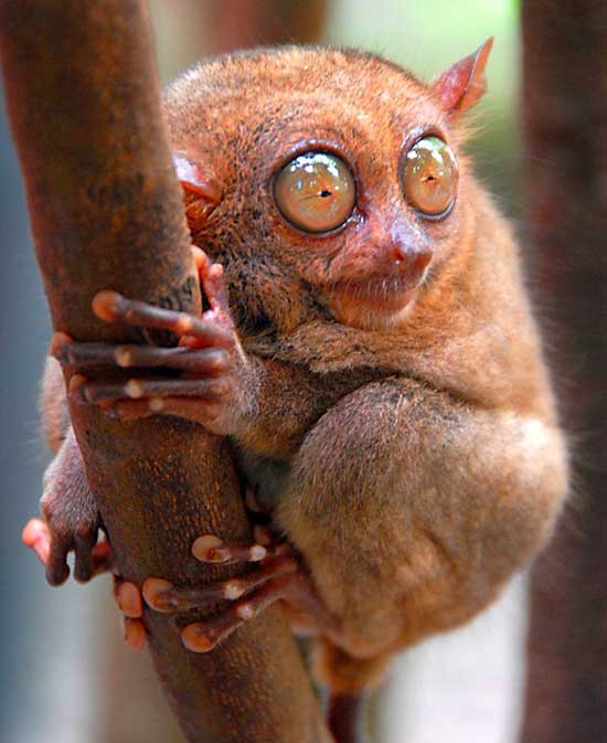 1172064129_tarsiers_001.jpg