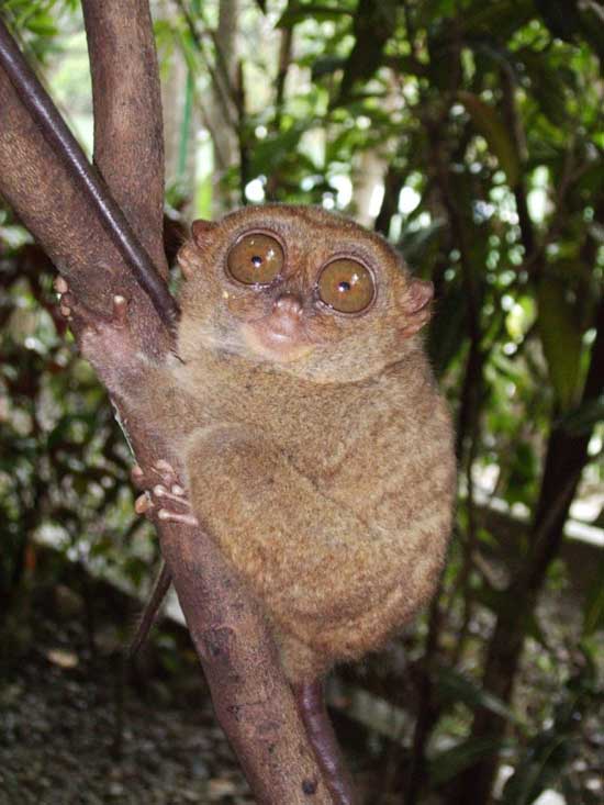 1172064129_tarsiers_002.jpg