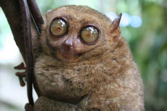 1172064129_tarsiers_003.jpg