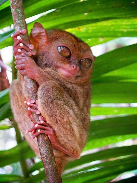 1172064129_tarsiers_004.jpg