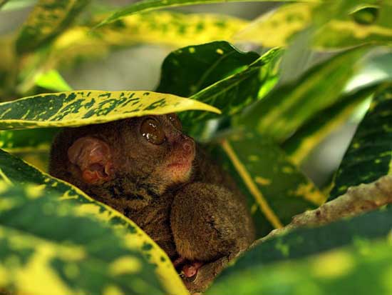 1172064129_tarsiers_005.jpg