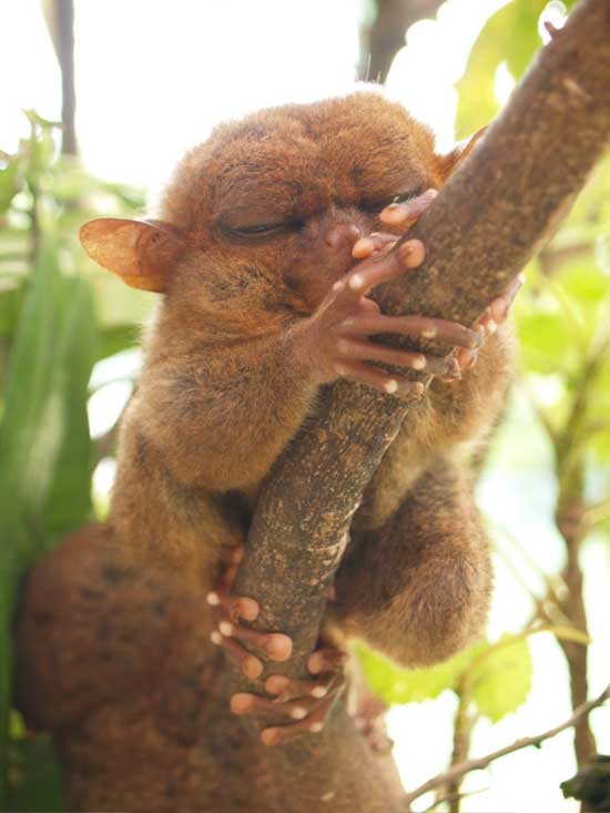1172064129_tarsiers_006.jpg
