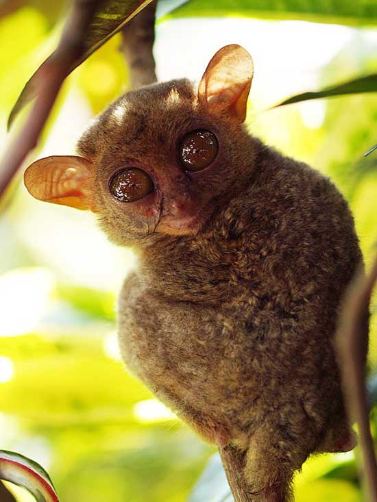 1172064129_tarsiers_007.jpg