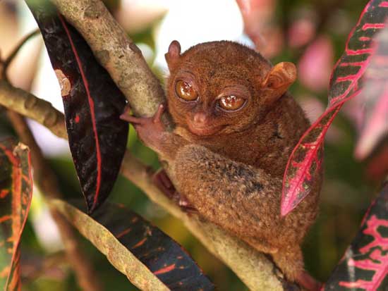 1172064129_tarsiers_008.jpg