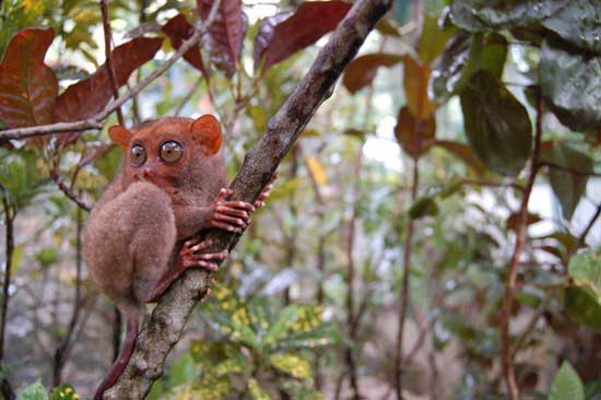 1172064129_tarsiers_010.jpg