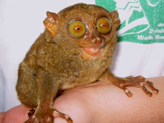 1172064129_tarsiers_011.jpg