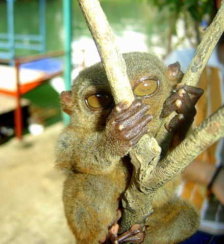 1172064129_tarsiers_012.jpg