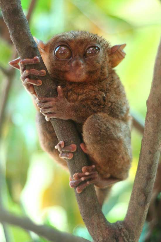1172064129_tarsiers_015.jpg