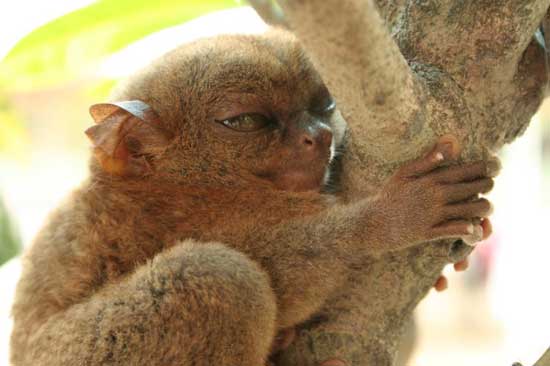 1172064129_tarsiers_018.jpg