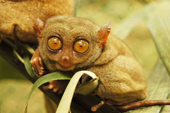 1172064129_tarsiers_019.jpg