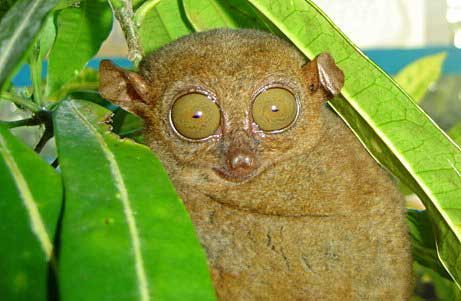 1172064129_tarsiers_020.jpg