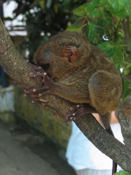 1172064129_tarsiers_021.jpg