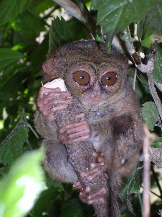 1172064129_tarsiers_022.jpg