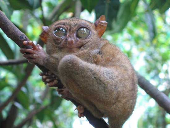 1172064129_tarsiers_029.jpg