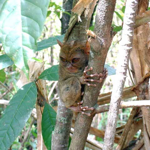 1172064129_tarsiers_031.jpg