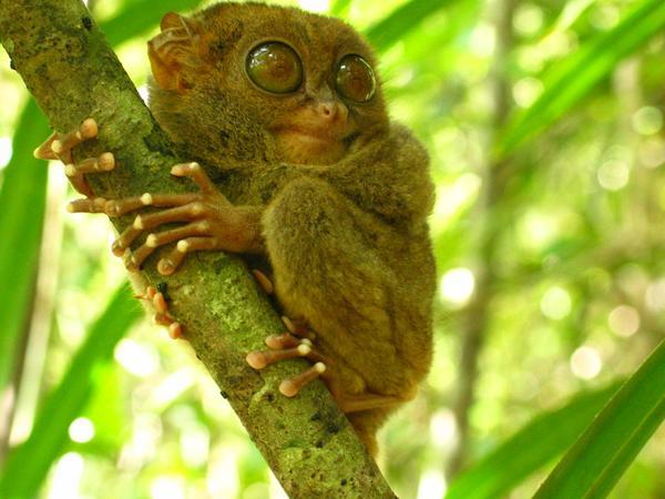 1204292456_7969-philippine-tarsier-0.jpg