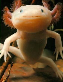 Axolotl