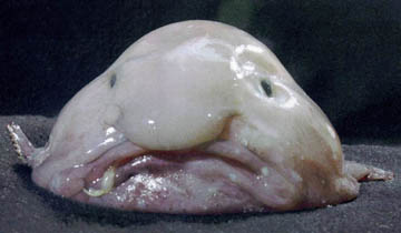 blobfish