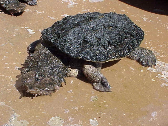 matamata turtle
