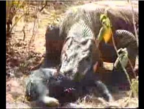 komodo.JPG