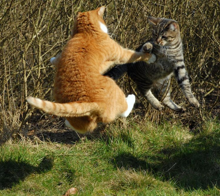 cool-cat-fight-flying-04