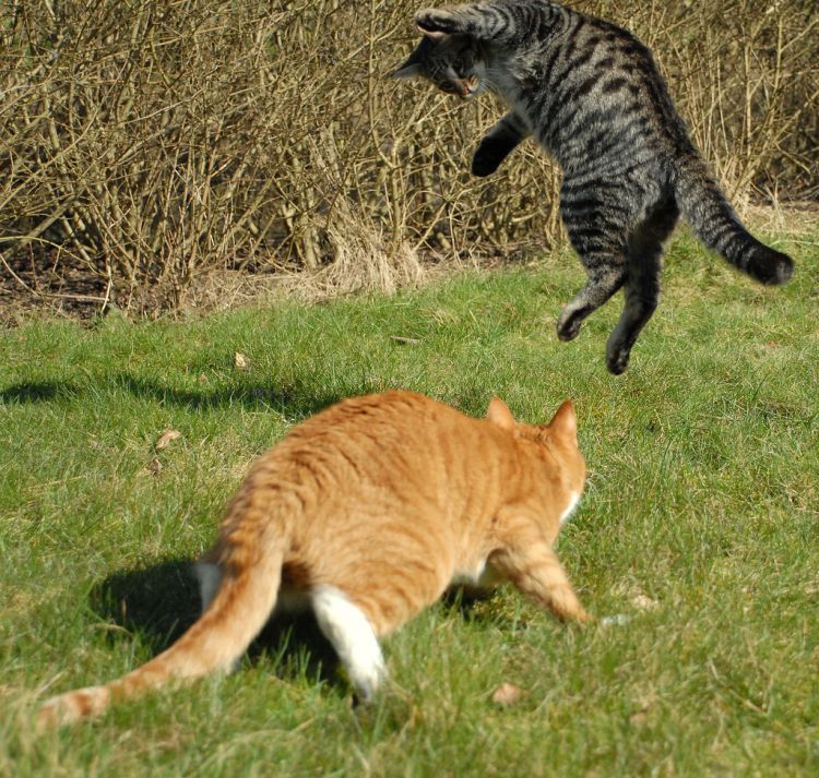 cool-cat-fight-flying-05
