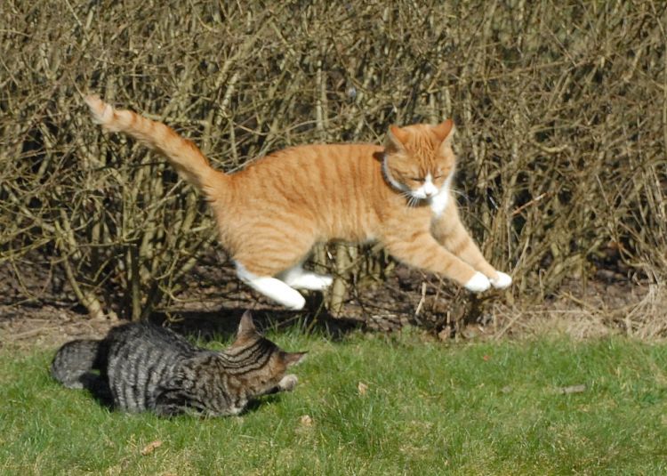 cool-cat-fight-flying-09