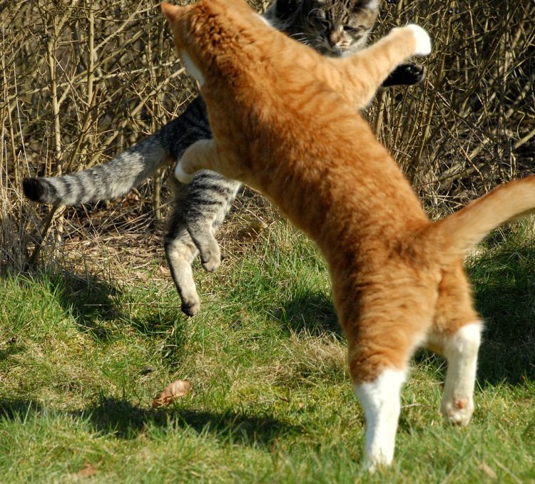 cool-cat-fight-flying-10
