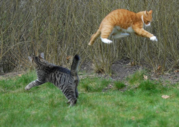cool-cat-fight-flying-12