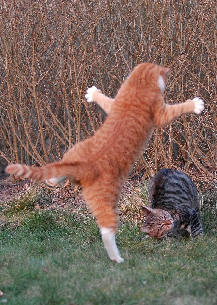 cool-cat-fight-flying-13