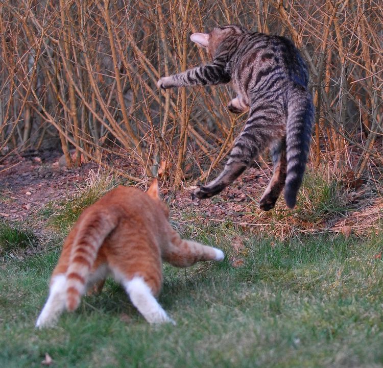 cool-cat-fight-flying-14