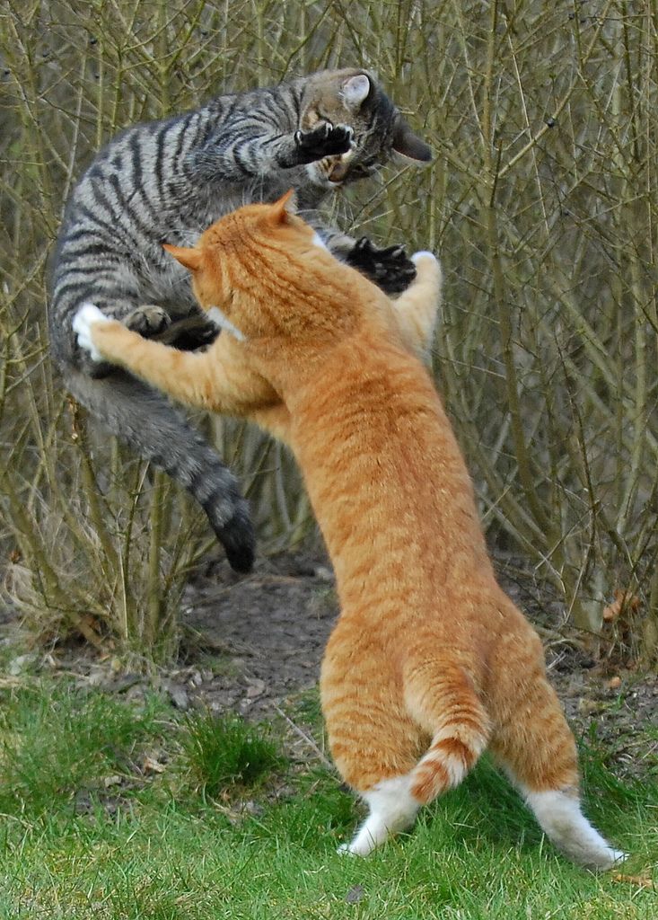 cool-cat-fight-flying-16