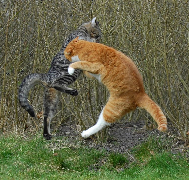 cool-cat-fight-flying-17