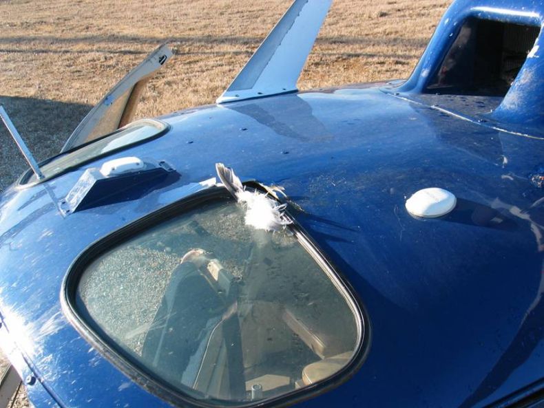 helicopter-bird-crash-02